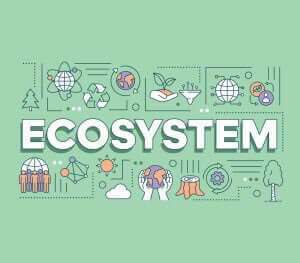 website eco system